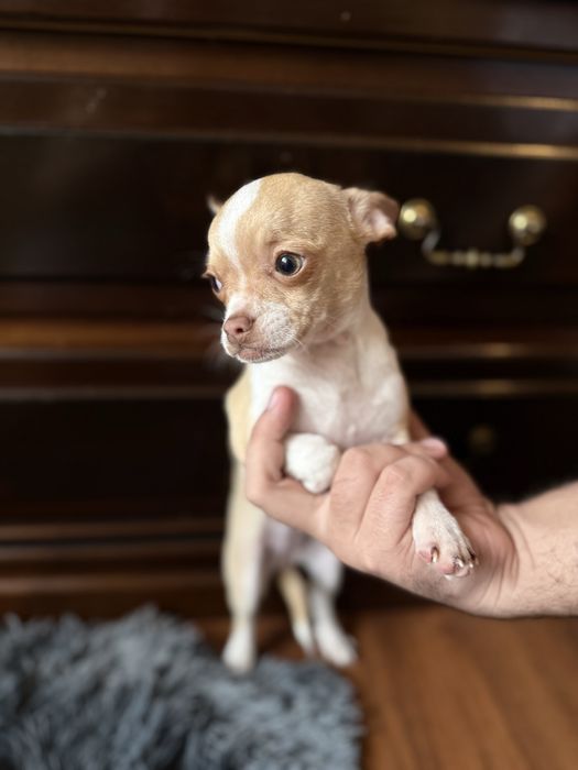 chihuahua femea bebe