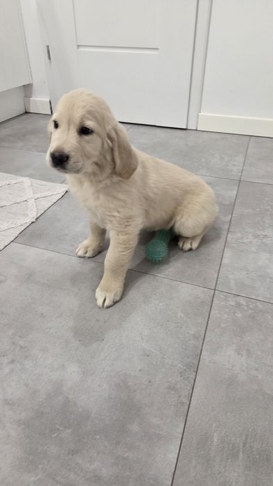 Golden Retriever szczeniak do odbioru