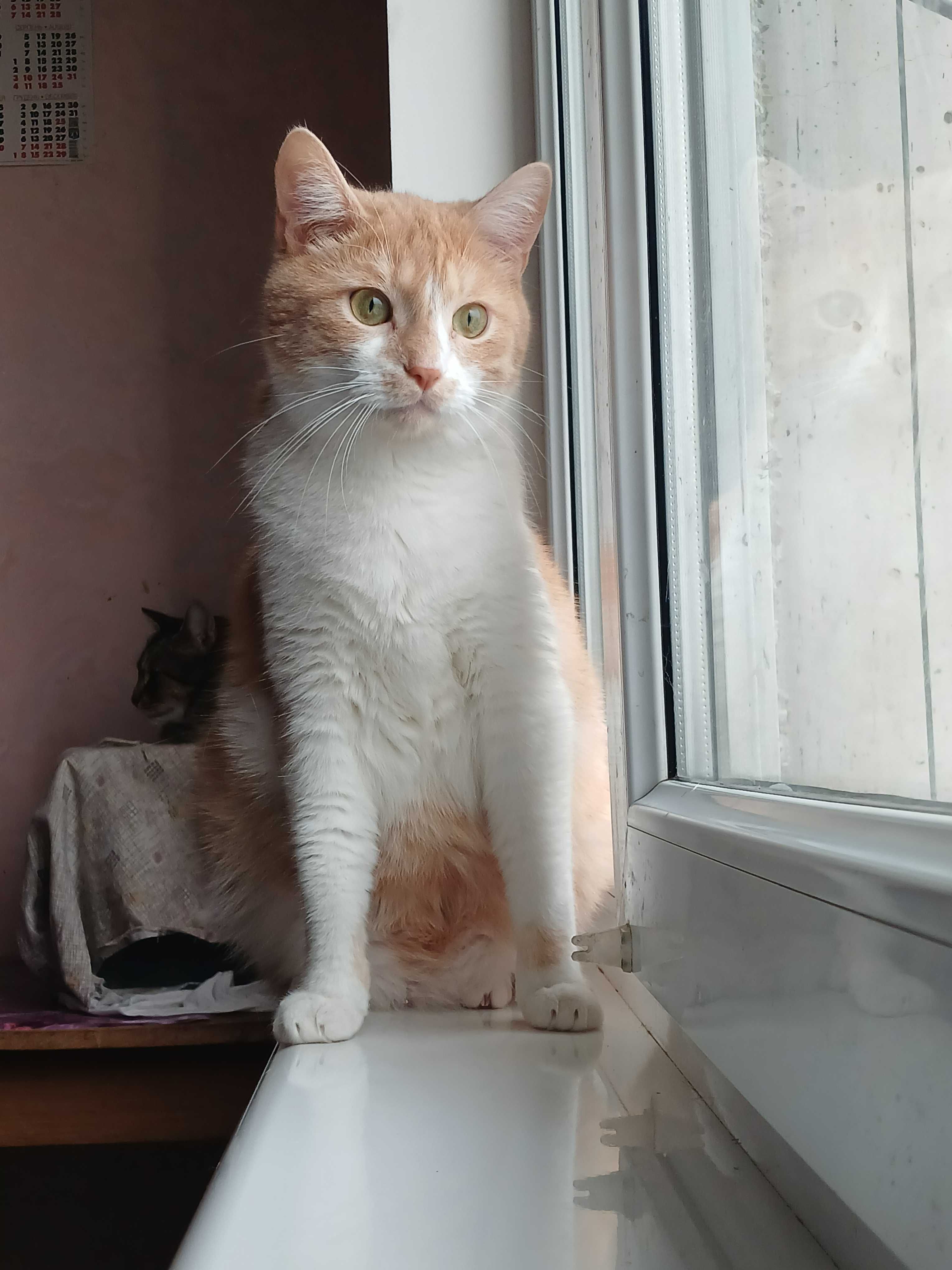 Кот Имбирь, 2 года