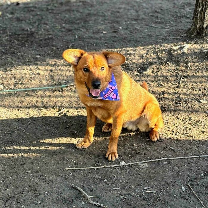 Miki, 3letni psiak, który przypomina myszkę z bajki Disneya