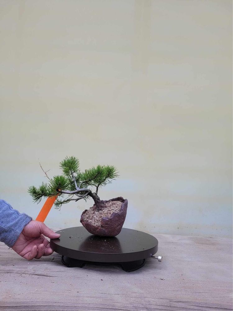 Drzewka Bonsai tworzone od podstaw