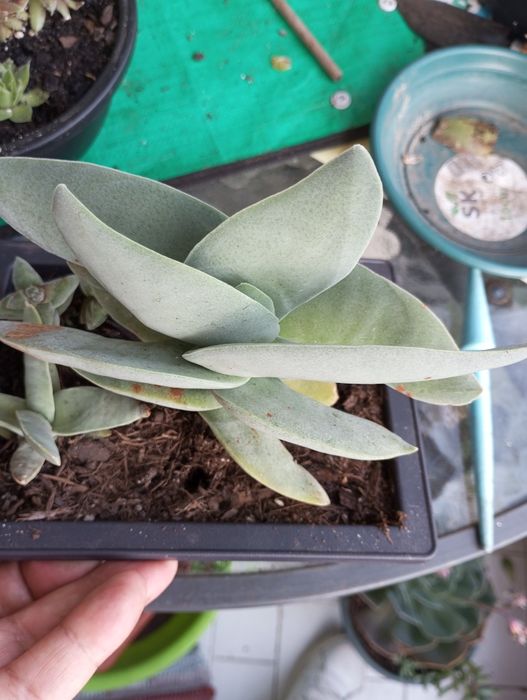 Suculentas disponíveis para entrega  1,50€ e2,50€