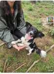 Piesek do adopcji