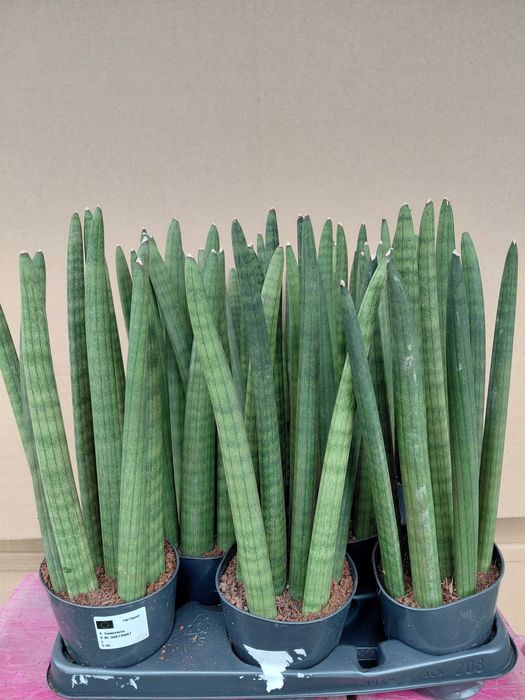 Sansevieria cylindrica, Sansewieria cylindryczna 42cm WYSYŁKA