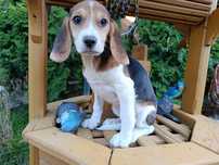 Beagle sunia rodowód