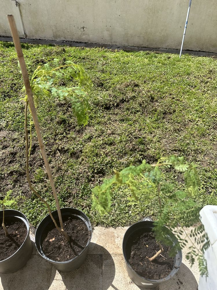 Jacarandás enraíazadas no vaso