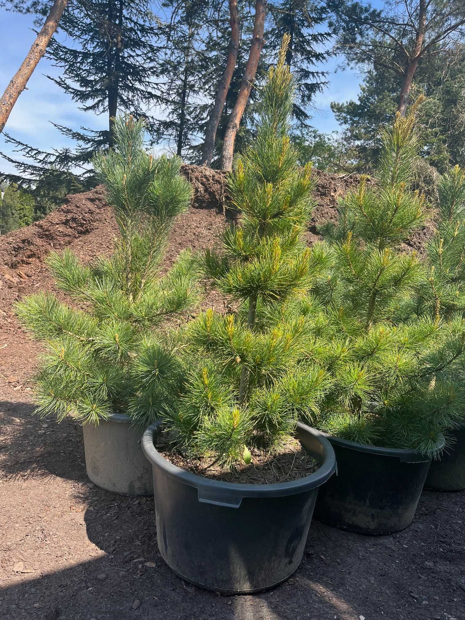 SOSNA Limba 'PINUS CEMBRA' wys ok. 60CM