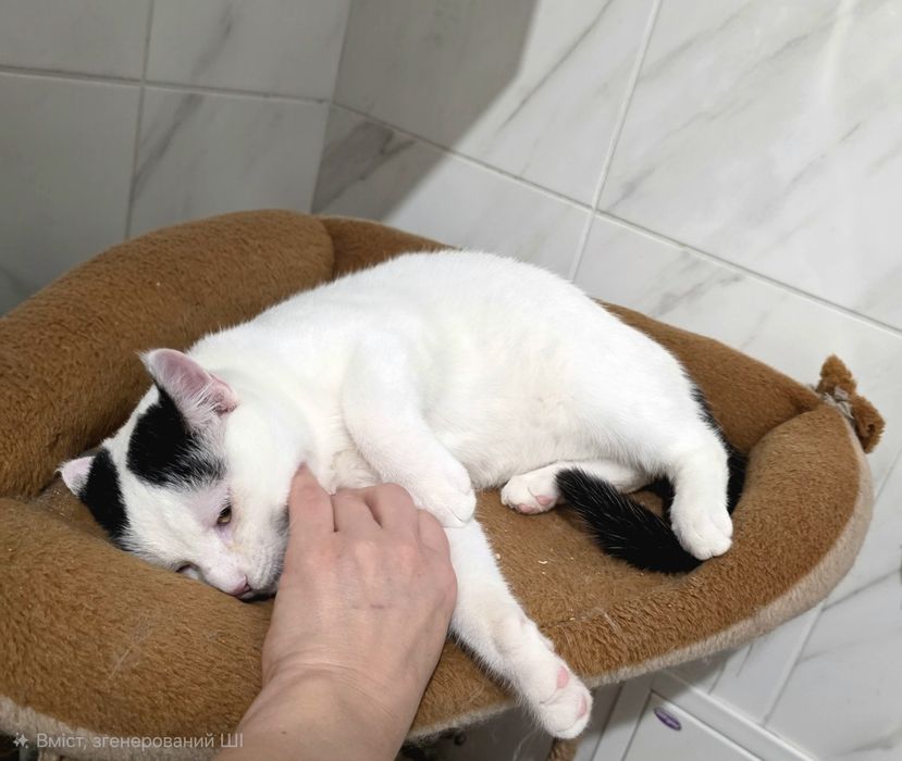 Зефір 7 міс. в добрі руки