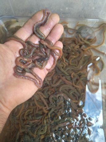 Продам Лиманский червь