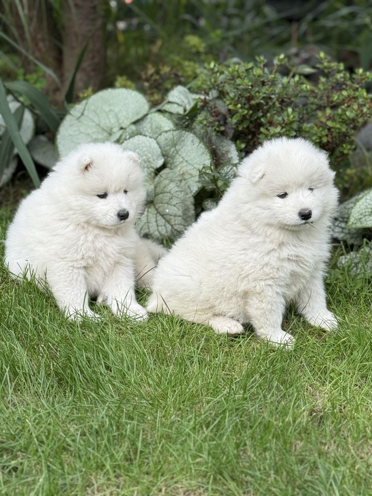 Samoyed Samojed rezerwacja
