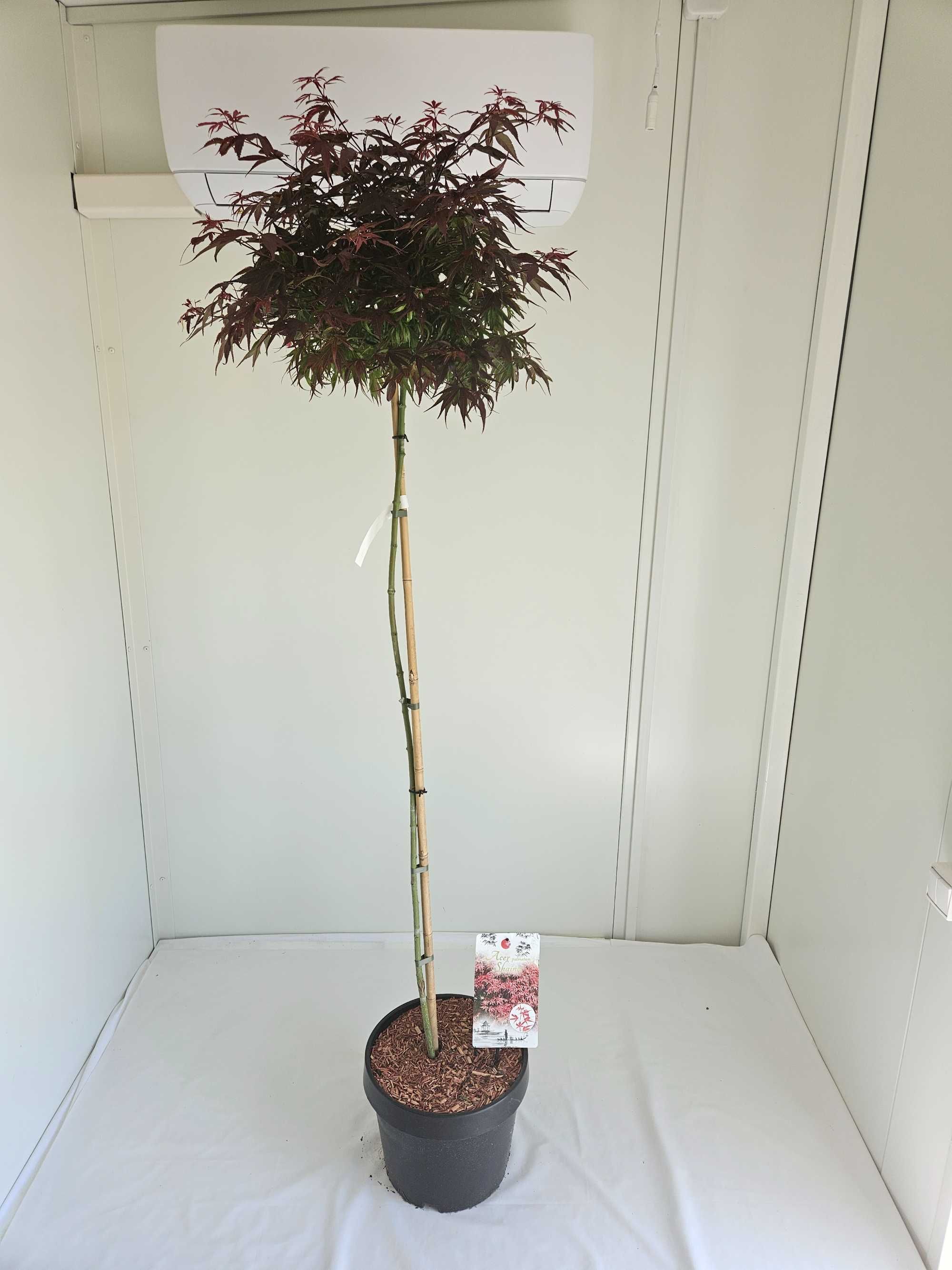 Klon palmowy szczepiony Shaina na pniu – Acer palmatum 'Shaina'
