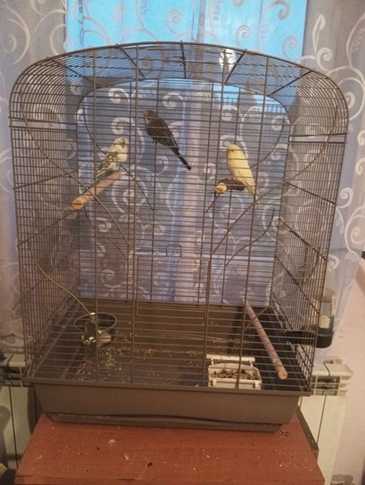 Młode papugi faliste