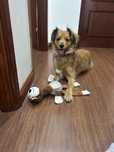 Cão para Adoção Responsável