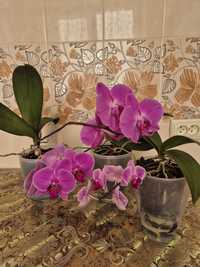 Продаю Цветы орхидеи