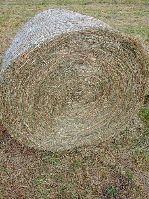 Siano z łąk dosiewanych transort