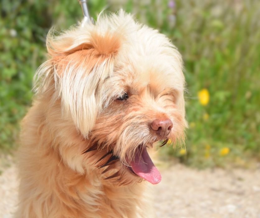 Goldie - cão pequeno para adoção