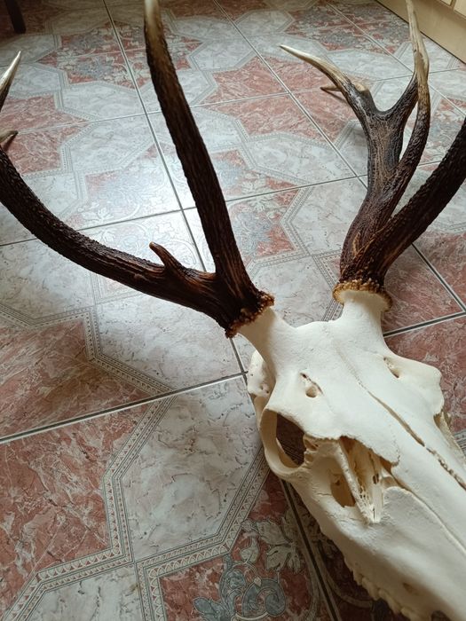 Роги оленя з черепом