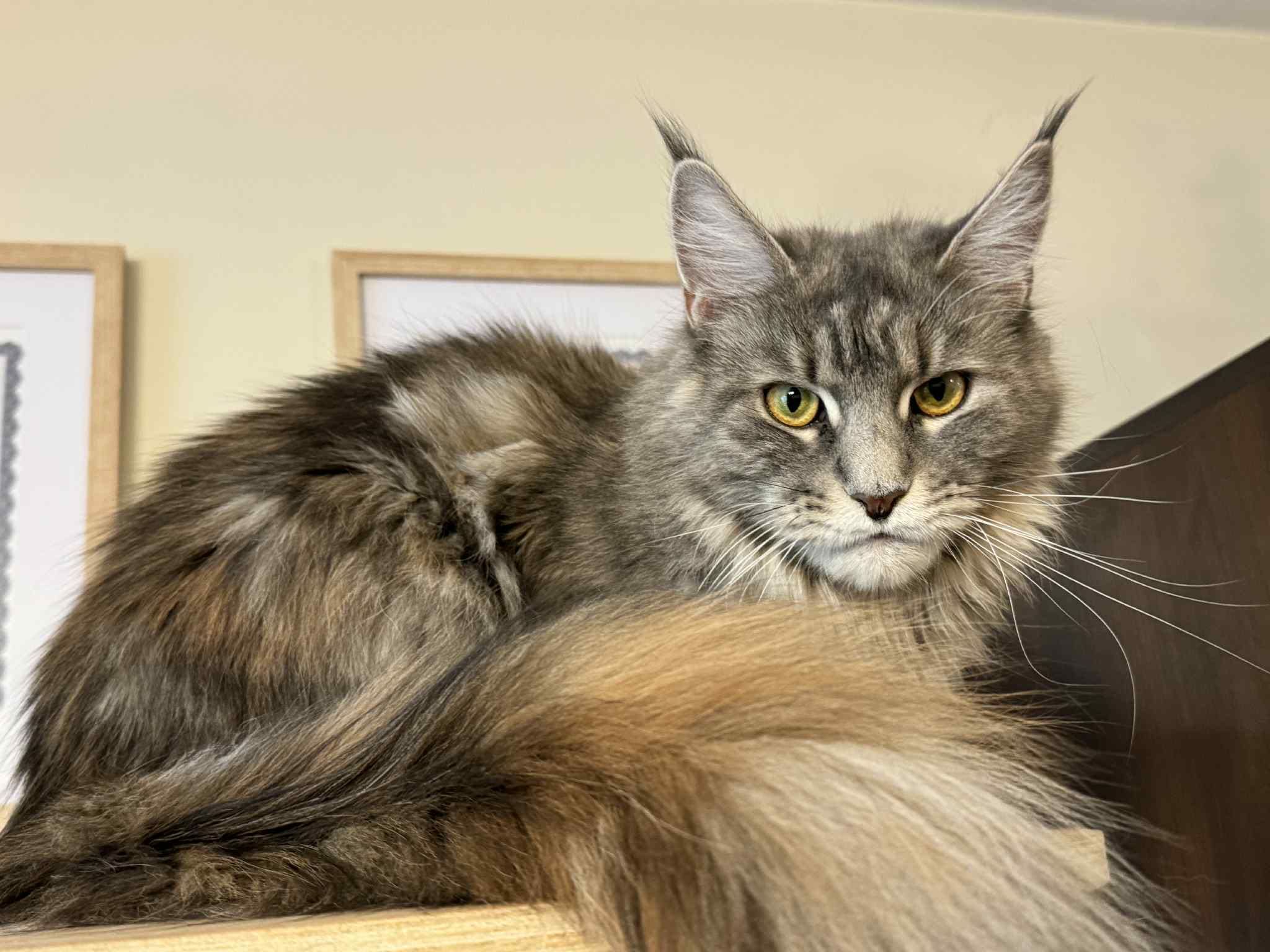 Essme Troskliwe Serce*pl, kotka do adopcji