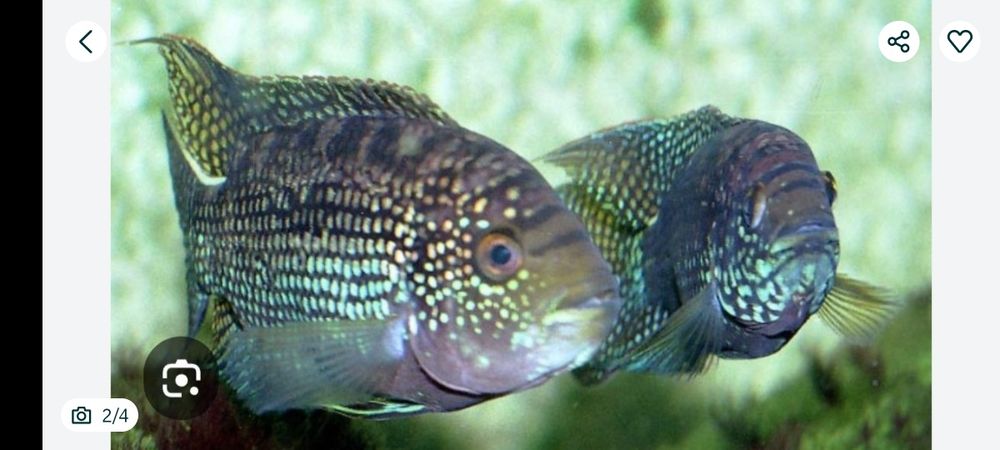 Peixe solteiro de 12/15 CMS água doce Jack Dampsy macho