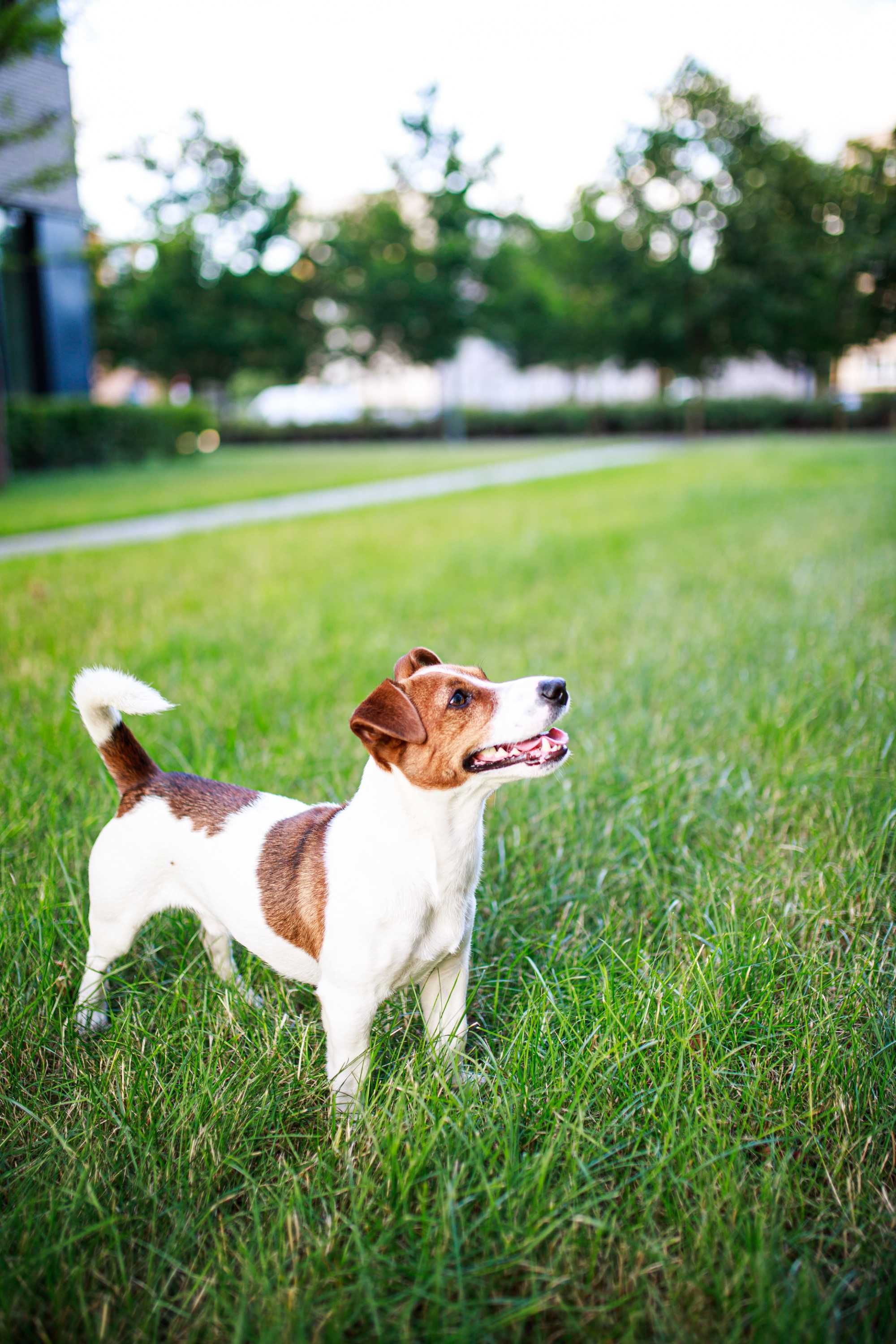 Reprodukter Jack Russel Terier