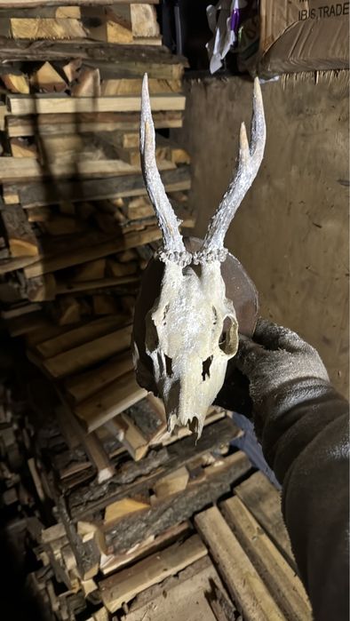 Роги косулі не лаковані з медальйонами