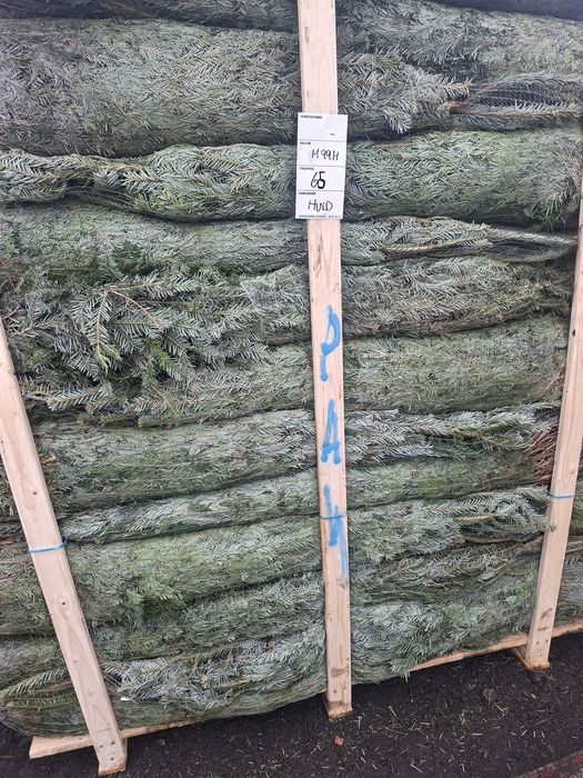 Choinki Jodła Kaukaska hurt