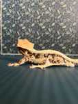 Gekon orzęsiony IB3 Lilly White mozliwość zakupu razem z TERRARIUM