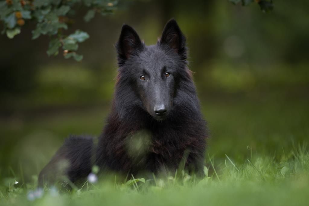 Szczenię owczarek belgijski groenendael -nie niemiecki