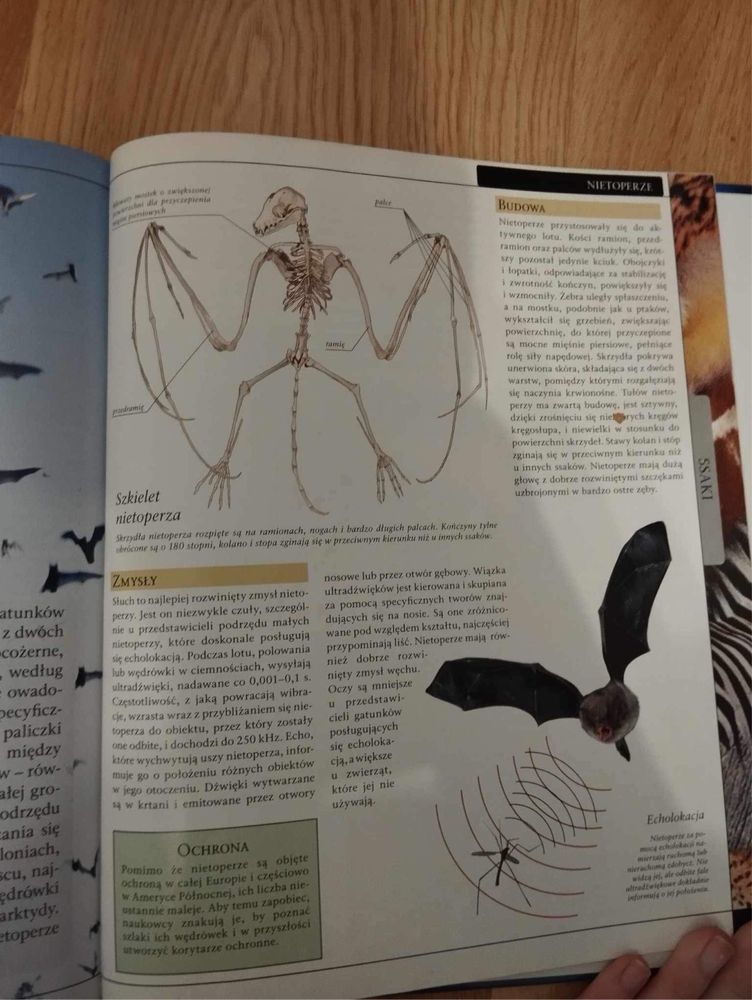 Wielka Encyklopedia zwierząt ssaki