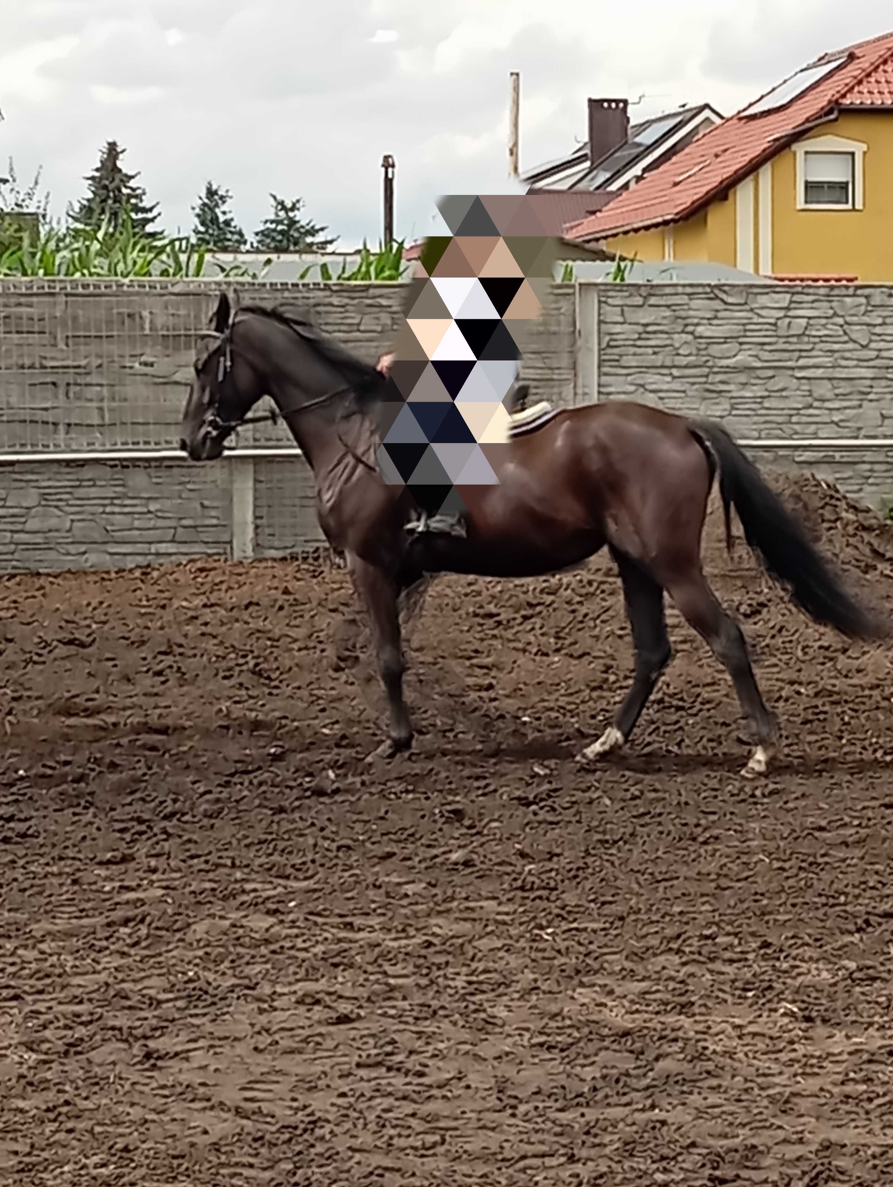 Dwuletnią 30 .mies.klacz wielkopolska