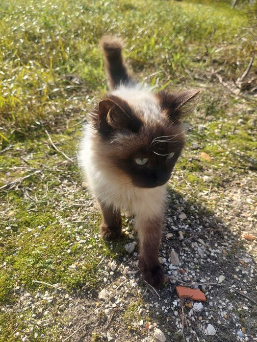 Gatos para adoção responsável