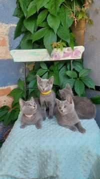 Koty Rosyjskie Niebieskie