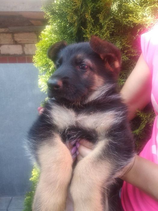 Цуценята Німецької вівчарки