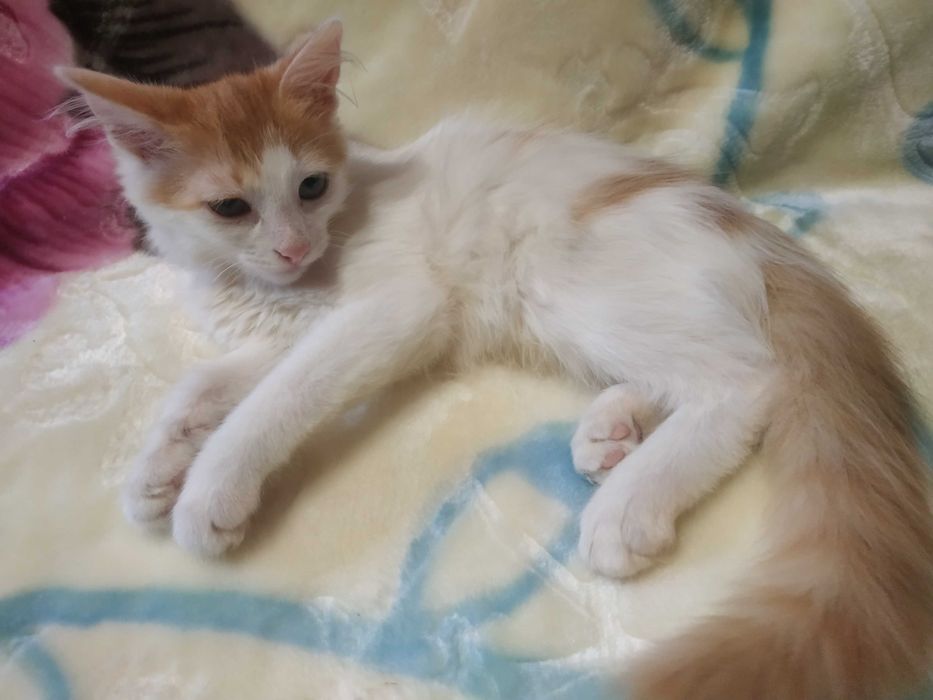 Кошенята шукають люблячу родину