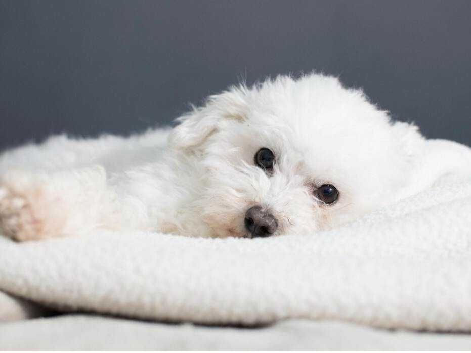 Opieka nad psem, domowy hotel