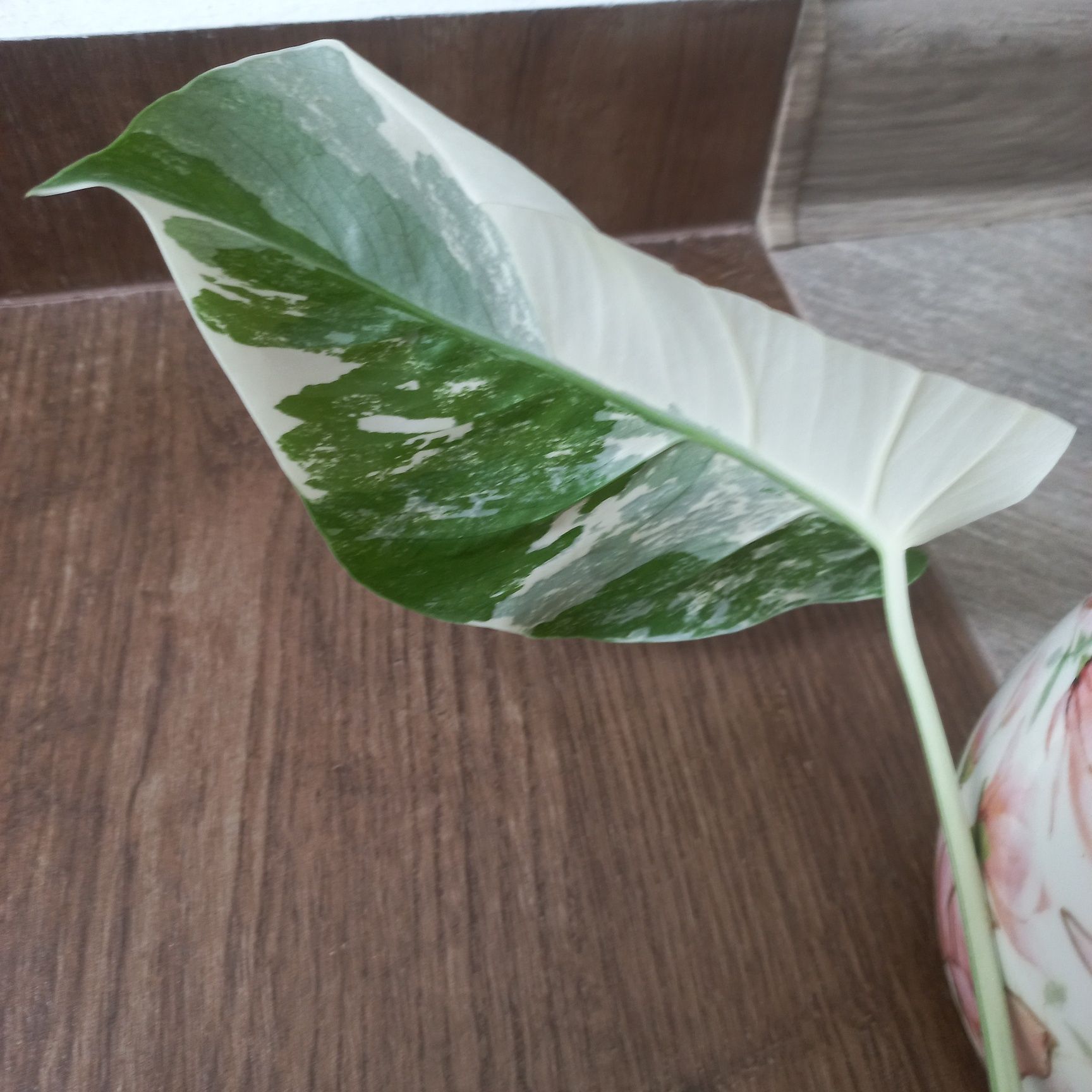 Monstera Variegata szczyt piękny half moon