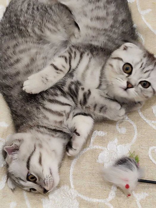 Шотландські кошенята скоттіш фолд, срібний таббі.