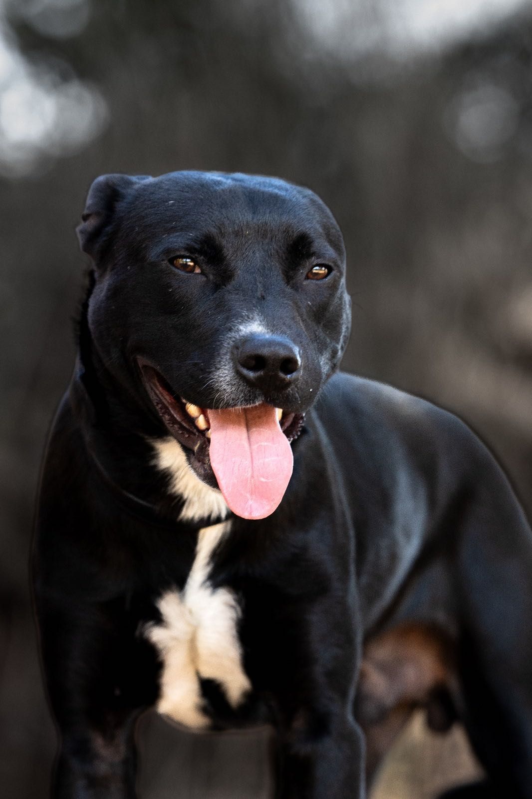 Doação Lindo Cão Tate
