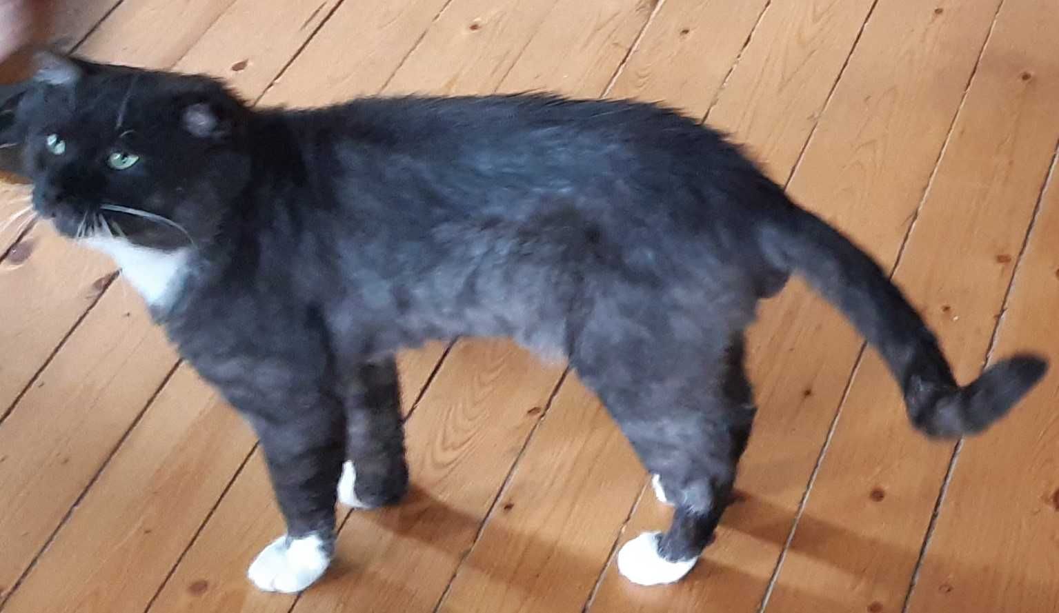 Zginąl kot czarny z białym podbródkiem Warszawa Grochów