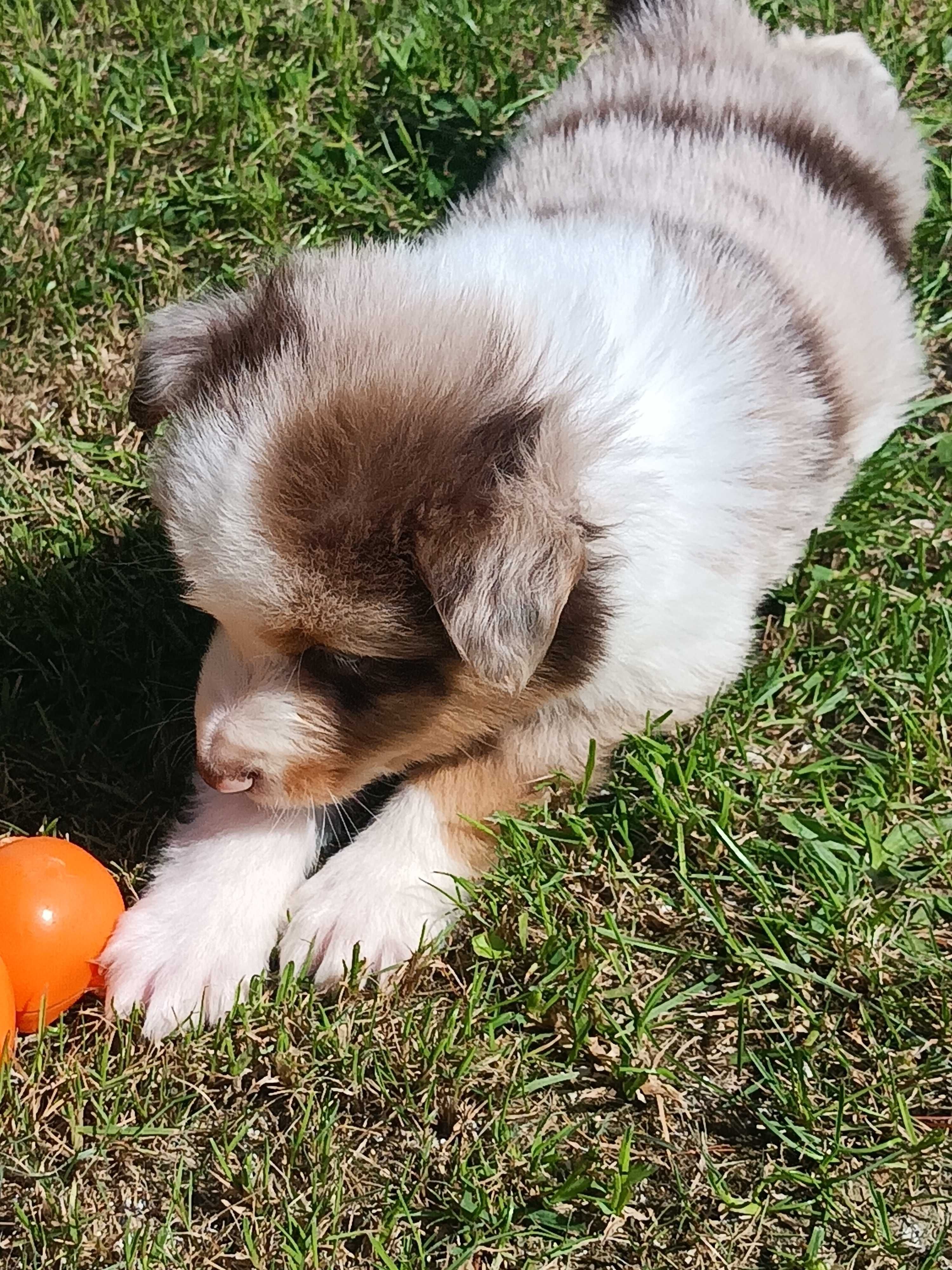 Border Collie Red Merle Tri Color