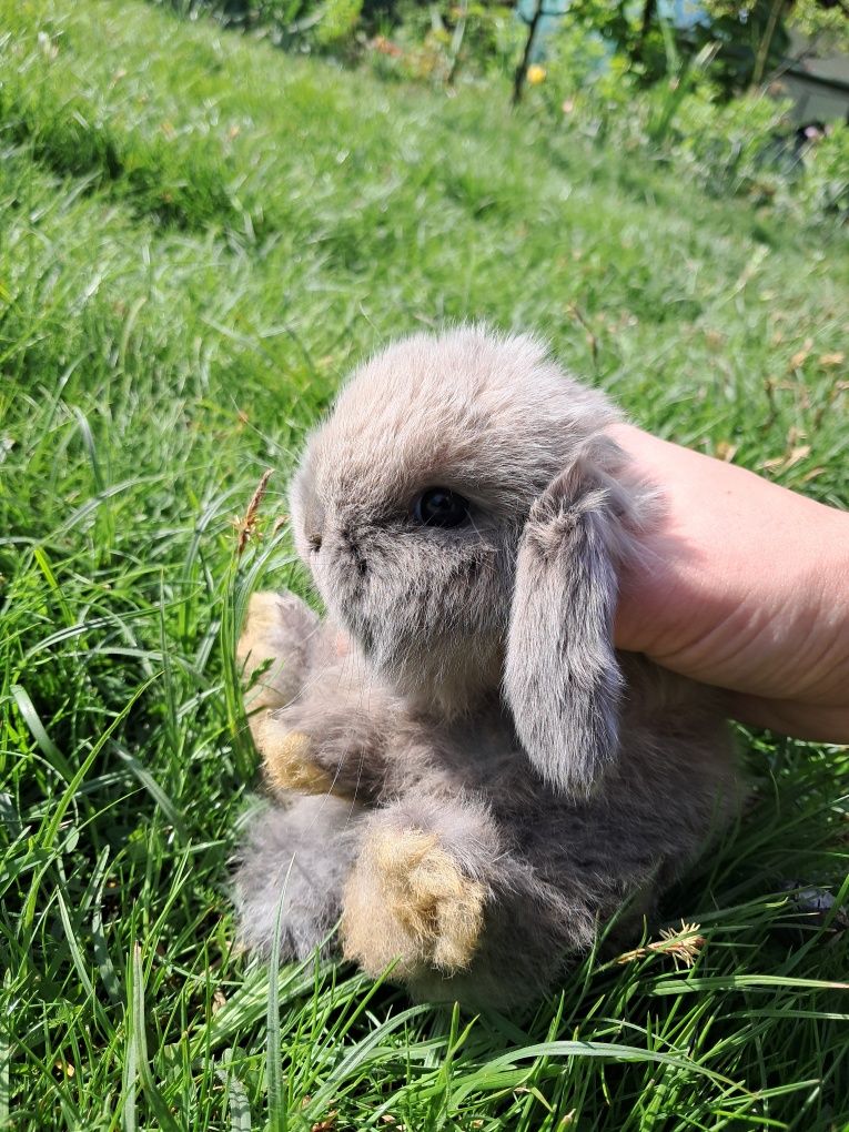 Króliki baranki mini lop