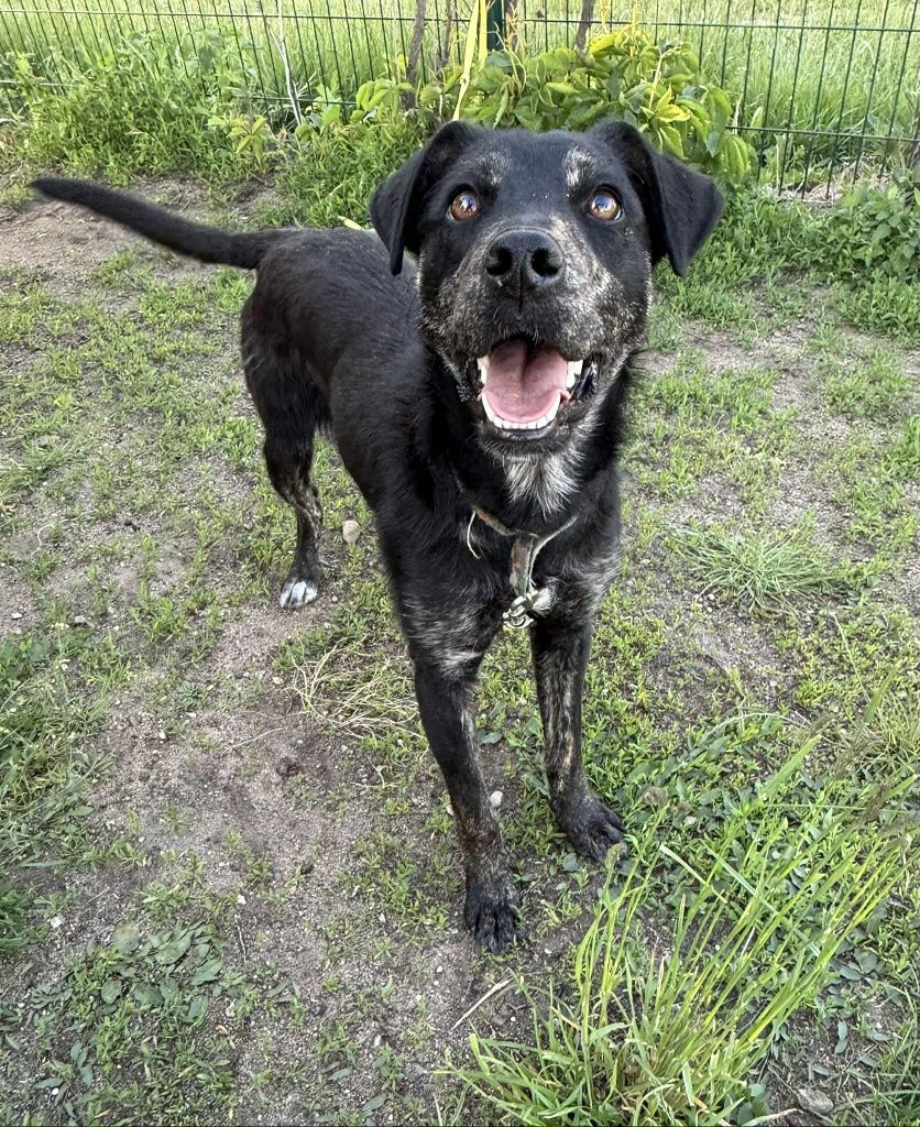 Młoda Borka do adopcji!
