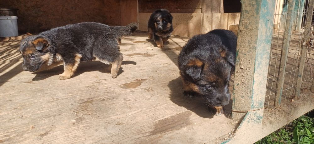 Чистокровні цуценята німецької вівчарки