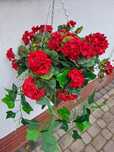 Pelargonie wiszace sztuczne obciążone.