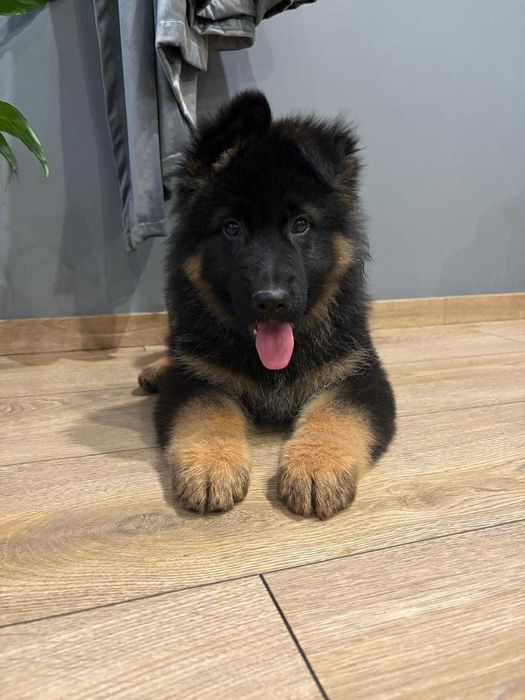 Owczarek Niemiecki szczeniak