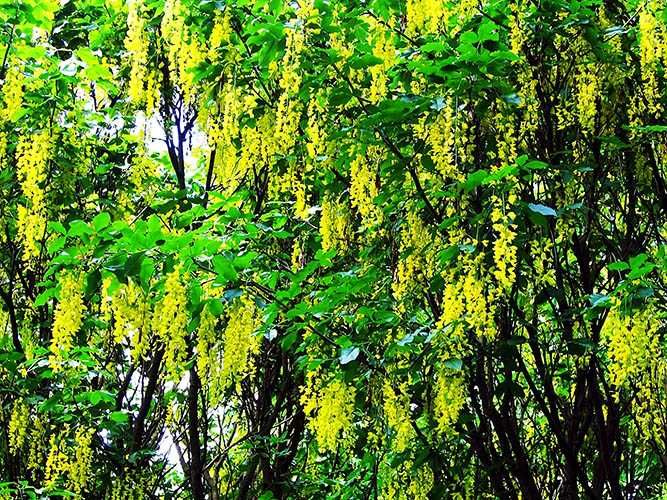 Саженцы декоративных деревьев и кустарников