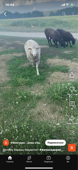 Бараны- козы Потавска область