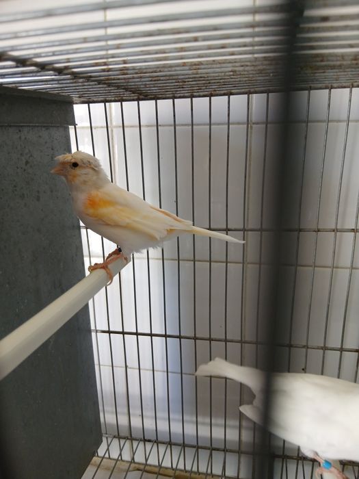 Casal canários  venda