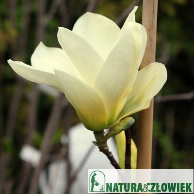 Magnolia Grandiflora Susan Waterlily Alexandrina Rosea PRODUCENT