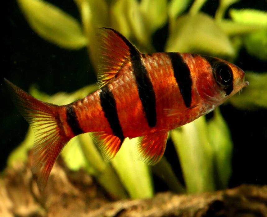 GB Brzanka Pięciopręga - dowóz ryb!